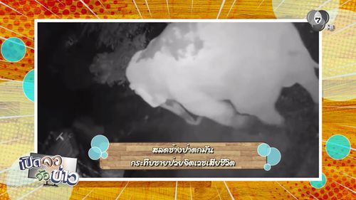 สลดช้างป่าตกมัน กระทืบชายป่วยจิตเวชเสียชีวิต