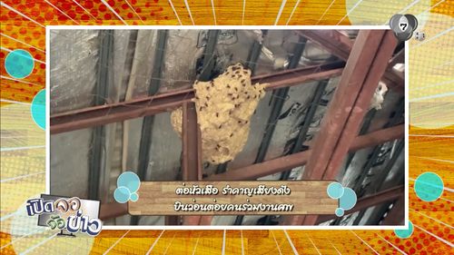 ต่อหัวเสือ รำคาญเสียงดัง บินว่อนต่อยคนร่วมงานศพ