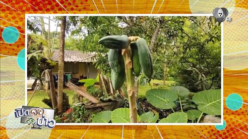 มะละกอสู้ชีวิต ไร้ใบ ไร้ยอด