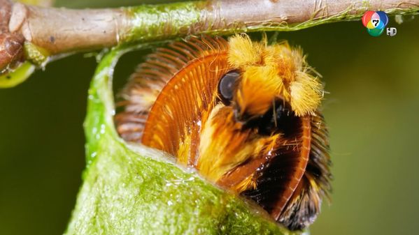 สารคดี โลกอัศจรรย์ของแมลง (INSECT, GENIUSES OF STRATEGY) ตอน 2 ...