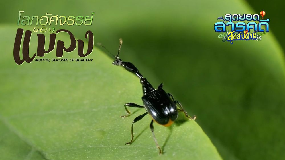 INSECT GENIUSES OF STRATEGY